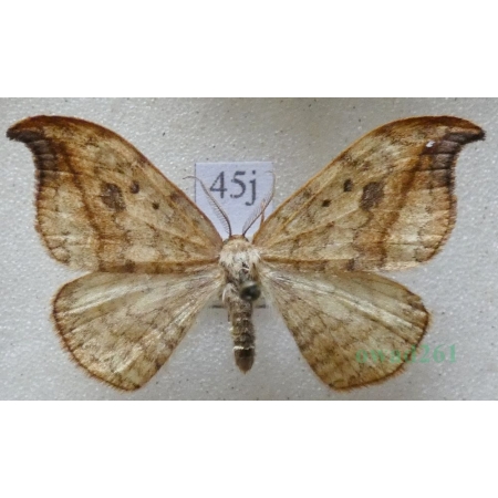 Drepana falcataria (Linnaeus, 1758) male Wycinka sierpianka Czech45j